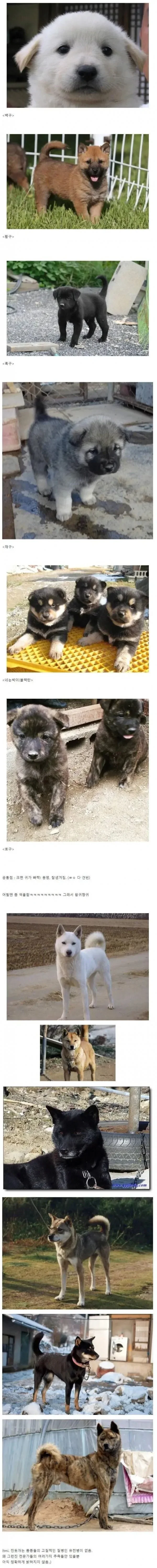 진돗개 품종별 새끼 때 생김새.jpg