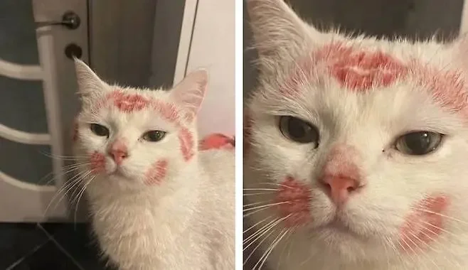 누나가 술 취해 들어온 다음날 고양이