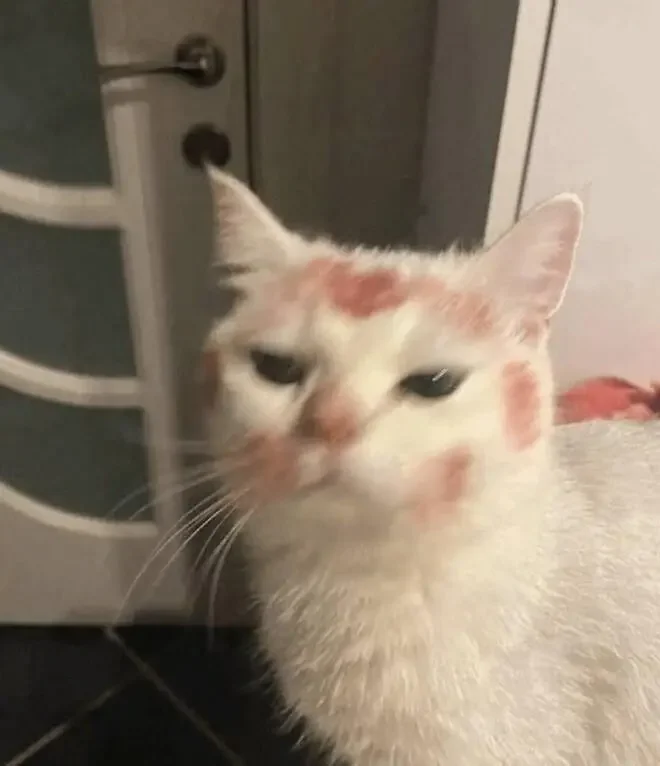 누나가 술 취해 들어온 다음날 고양이