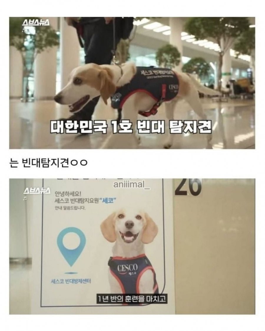 20분 일하고 30분 쉬는 댕댕이