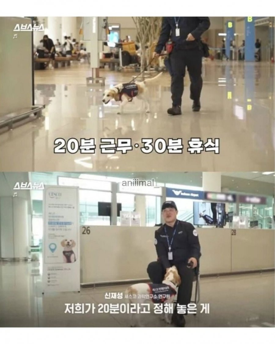 20분 일하고 30분 쉬는 댕댕이