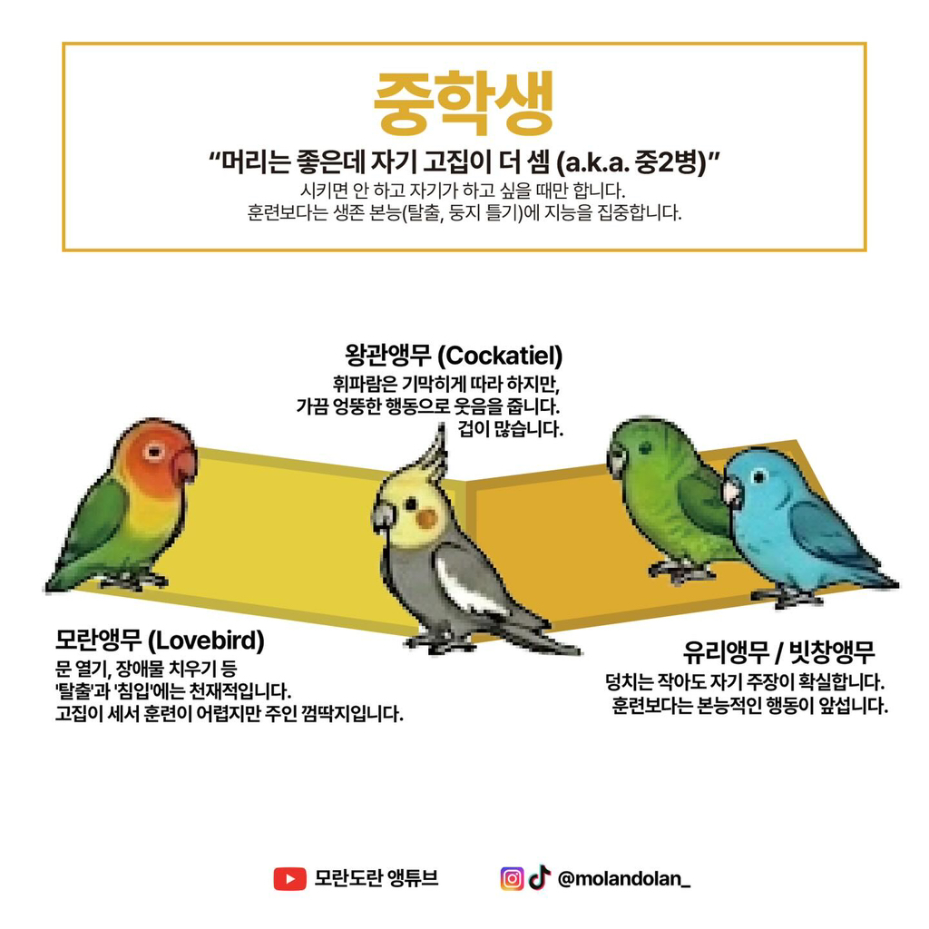 재미로 보는 앵무새 성향 & 지능 티어도