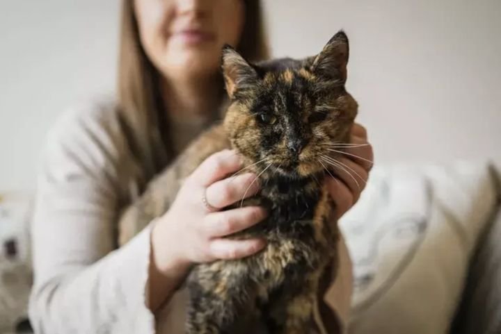 30살 기네스 신기록 고양이 사진