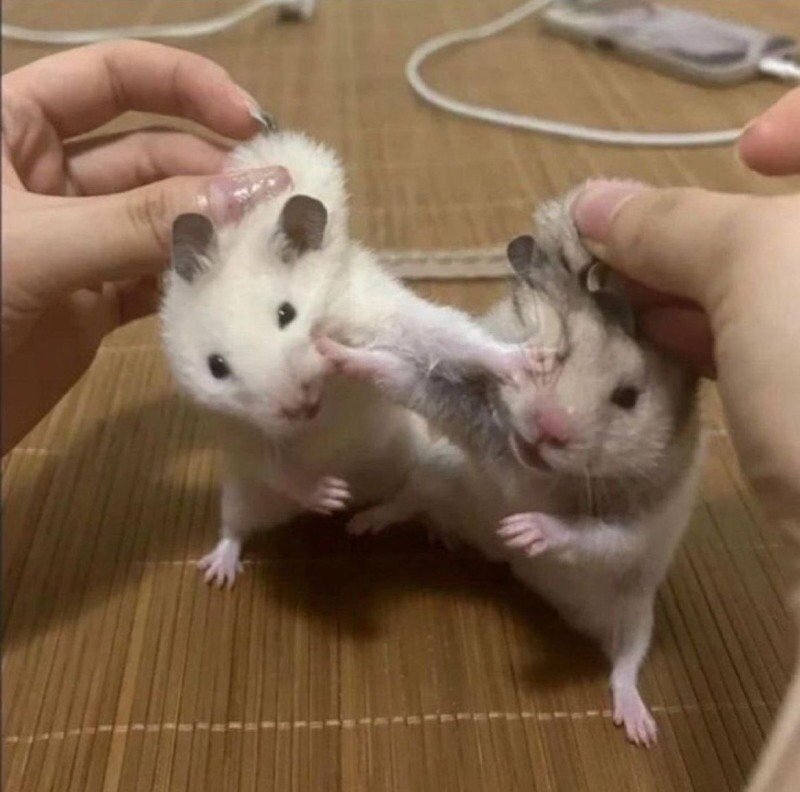 Harm스터