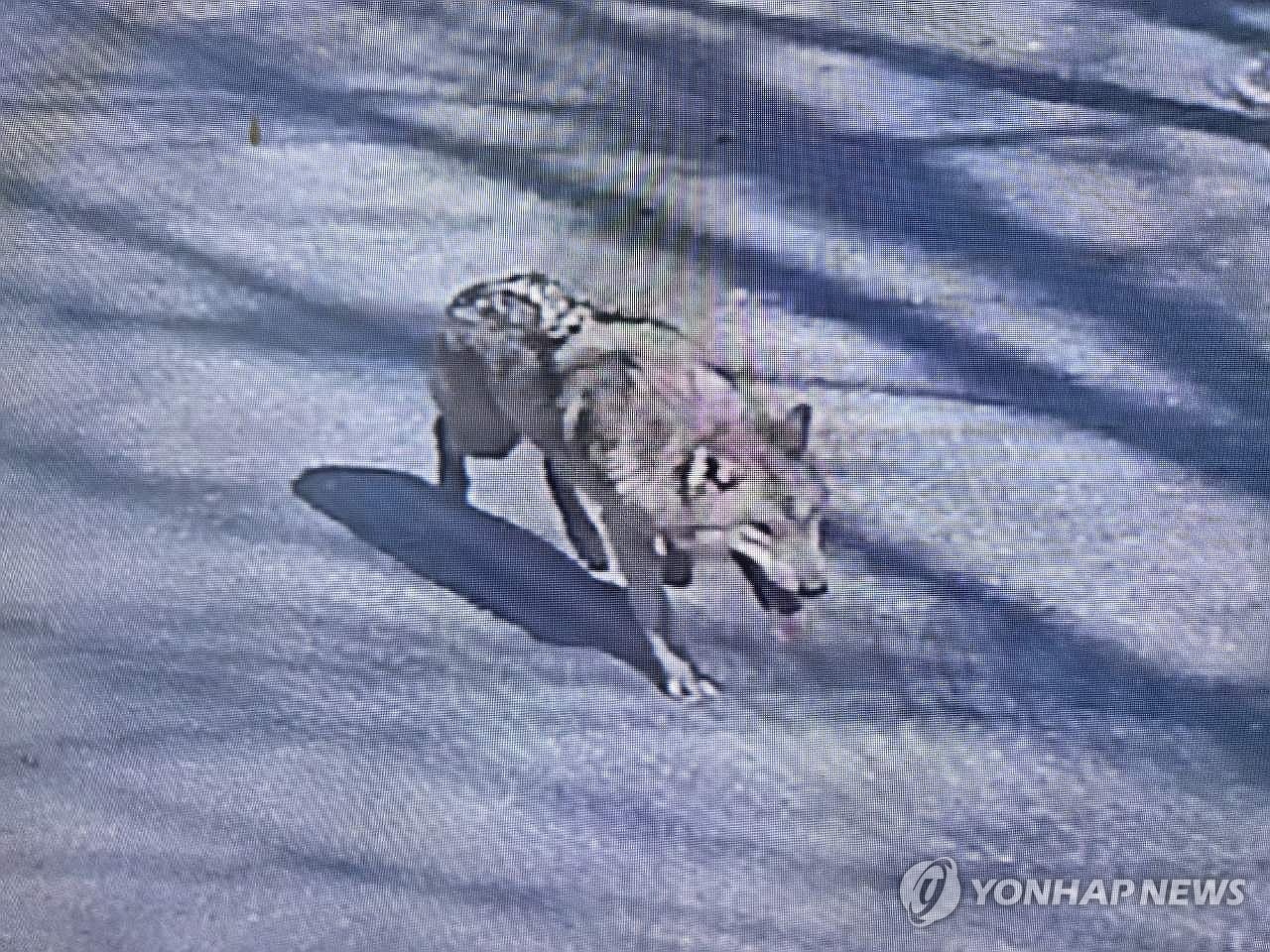 '늑대 탈출' 대전 오월드 이틀째 수색 돌입…드론 등 투입