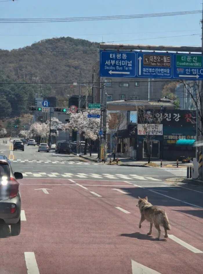 늑대와 대전