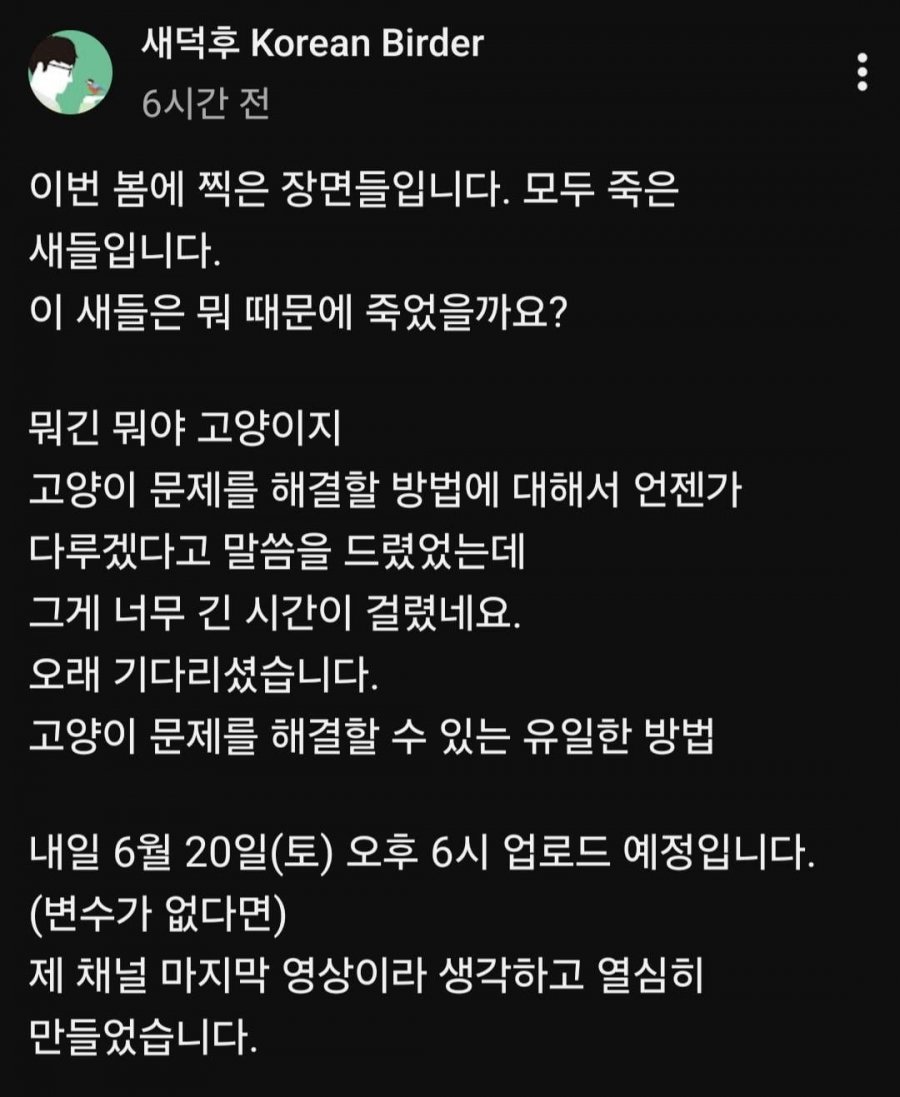 길고양이에게 죽은 새들