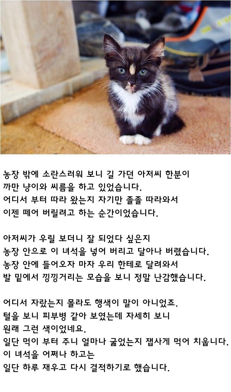 산에서 버려졌던 고양이 구출했던 아빠