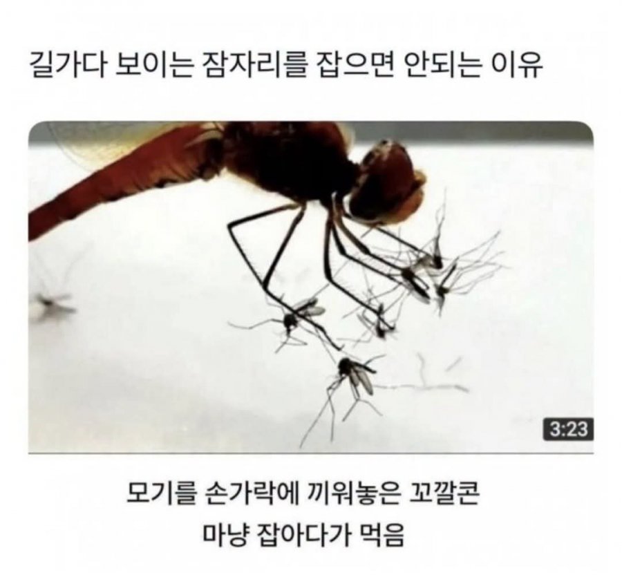 저얼대로 잠자리 잡으면 안되는 이유