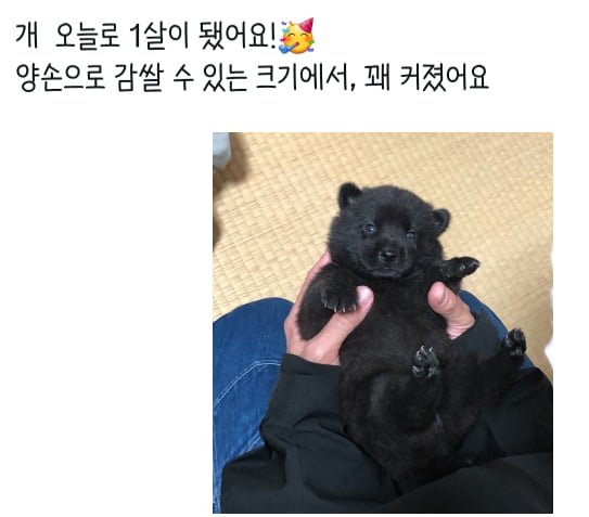 개 오늘로 1살이 됐어요!