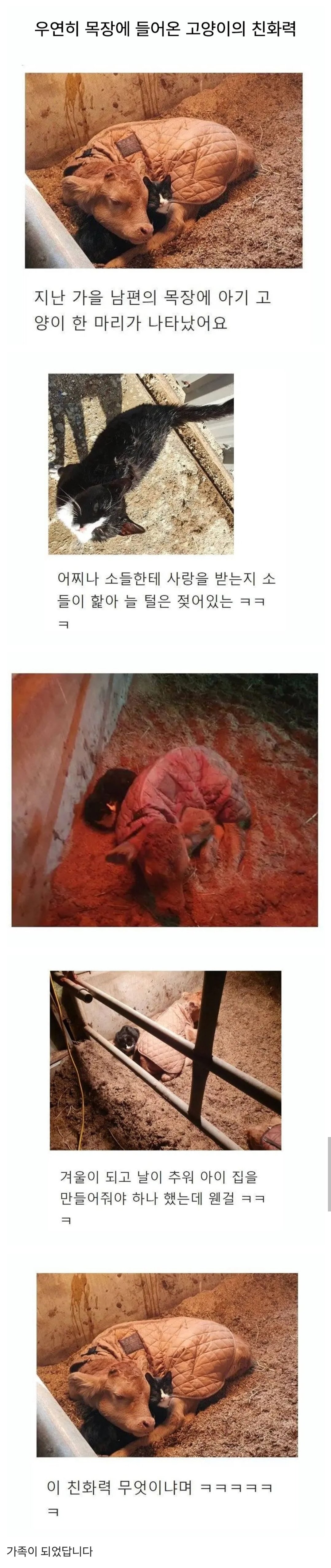 우연히 목장으로 들어온 고양이
