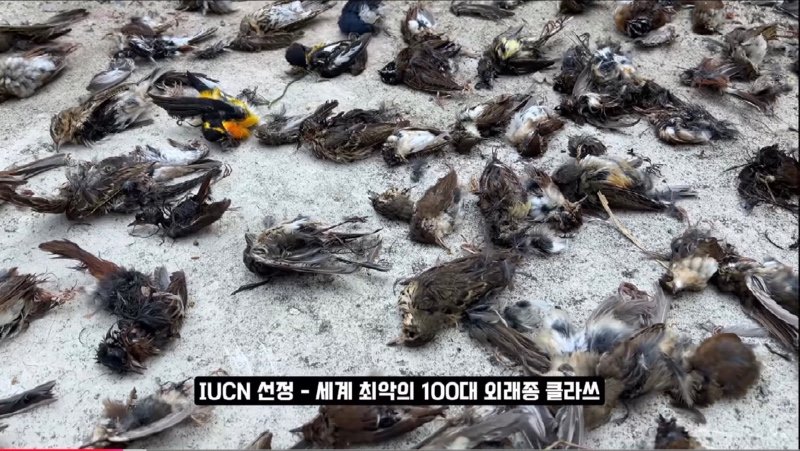 어쩌다 고양이 살처분론까지 나오게 됐을까? 진짜 범인을 알려드림