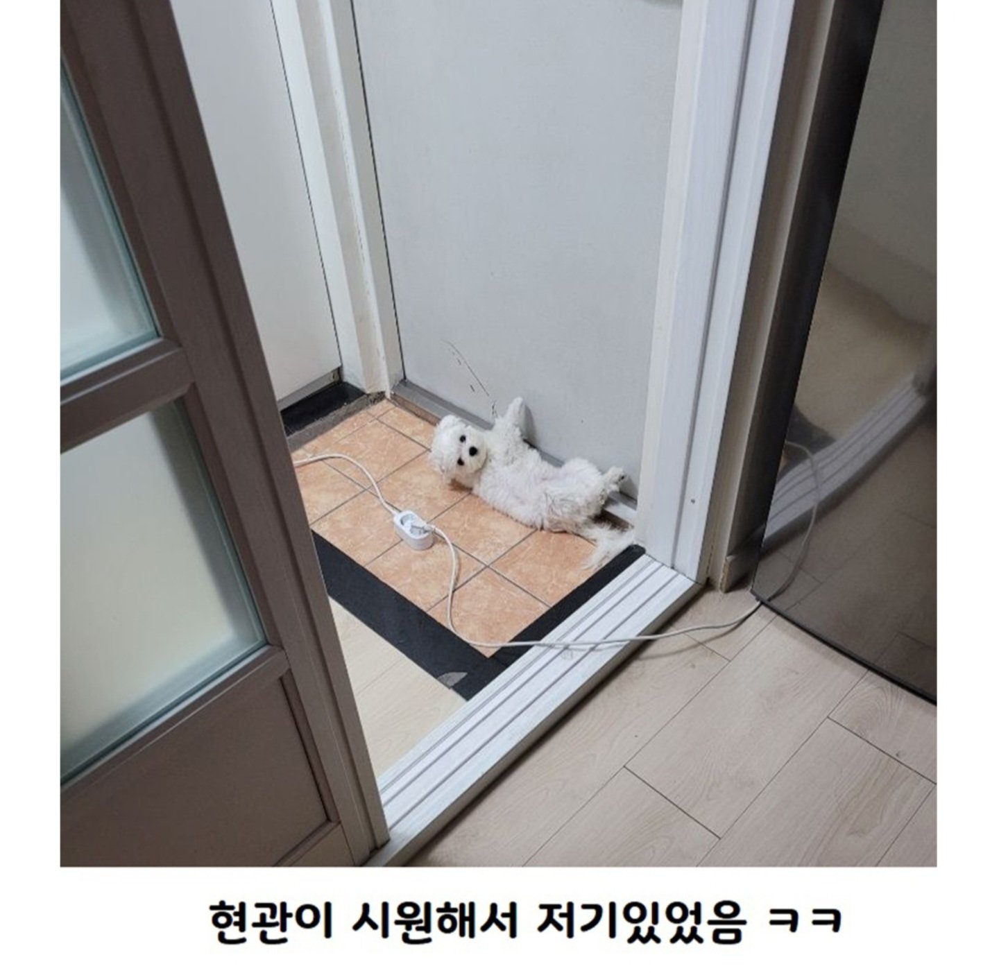 추워서 보일러틀었더니 강아지가 사라짐