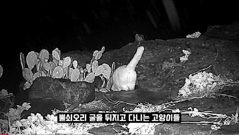 어쩌다 고양이 살처분론까지 나오게 됐을까? 진짜 범인을 알려드림