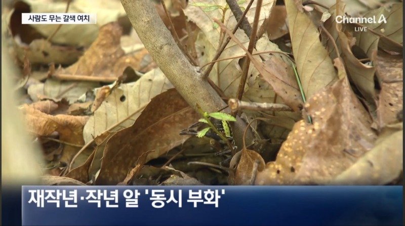 얘들아 러브버그 말고 더 혐오스러운거 다가온대;;