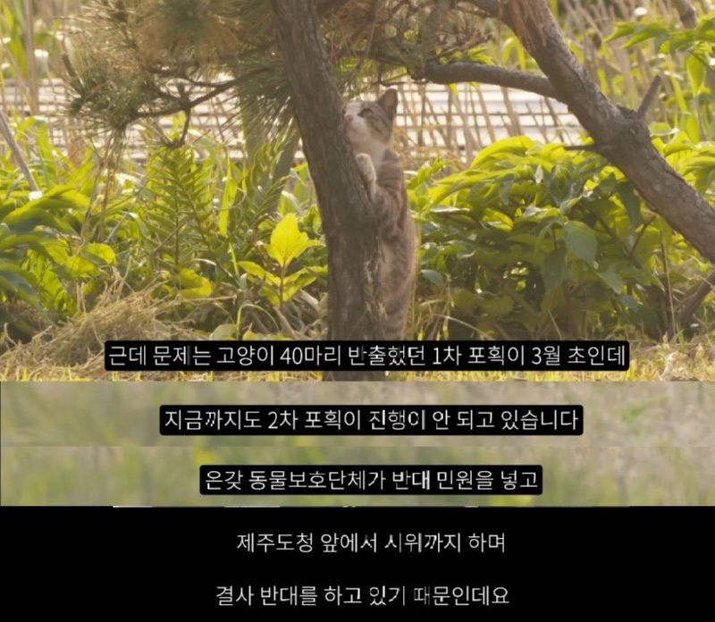 멸종위기 맹꽁이 서식지에 지자체가 벌인 일
