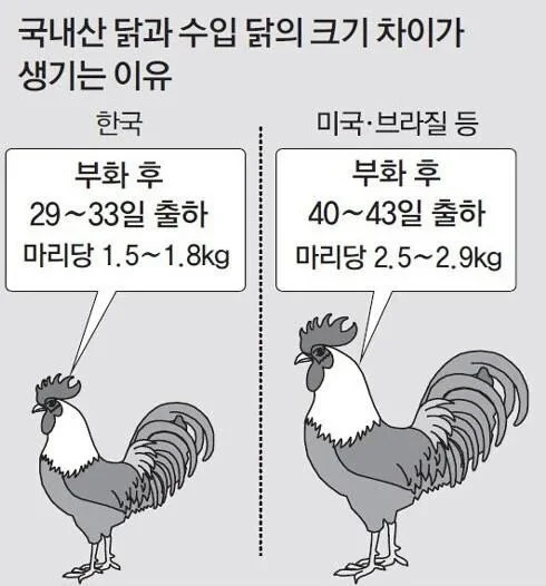 브라질 닭이  사기인 이유 .jpg