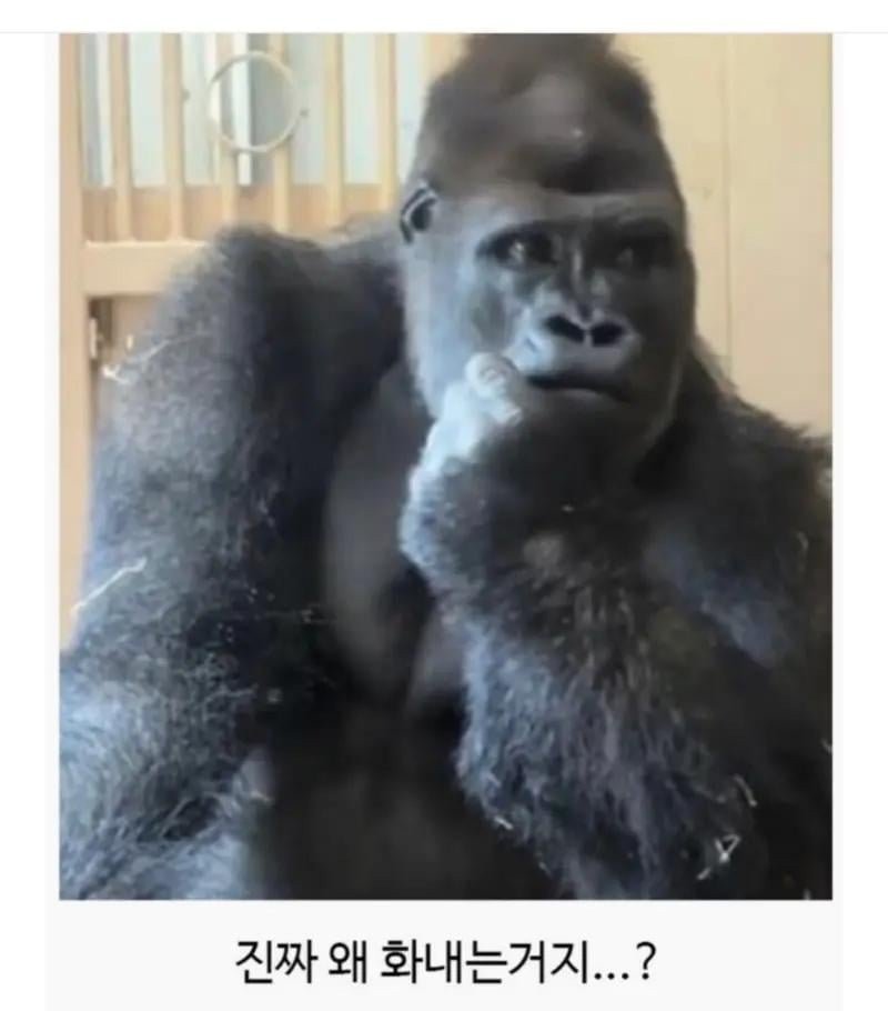 일본 동물원에서 고릴라 부부가 싸웠는데