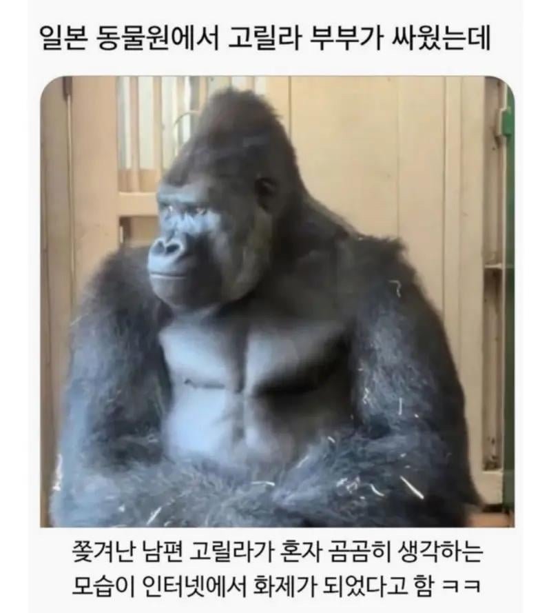 일본 동물원에서 고릴라 부부가 싸웠는데