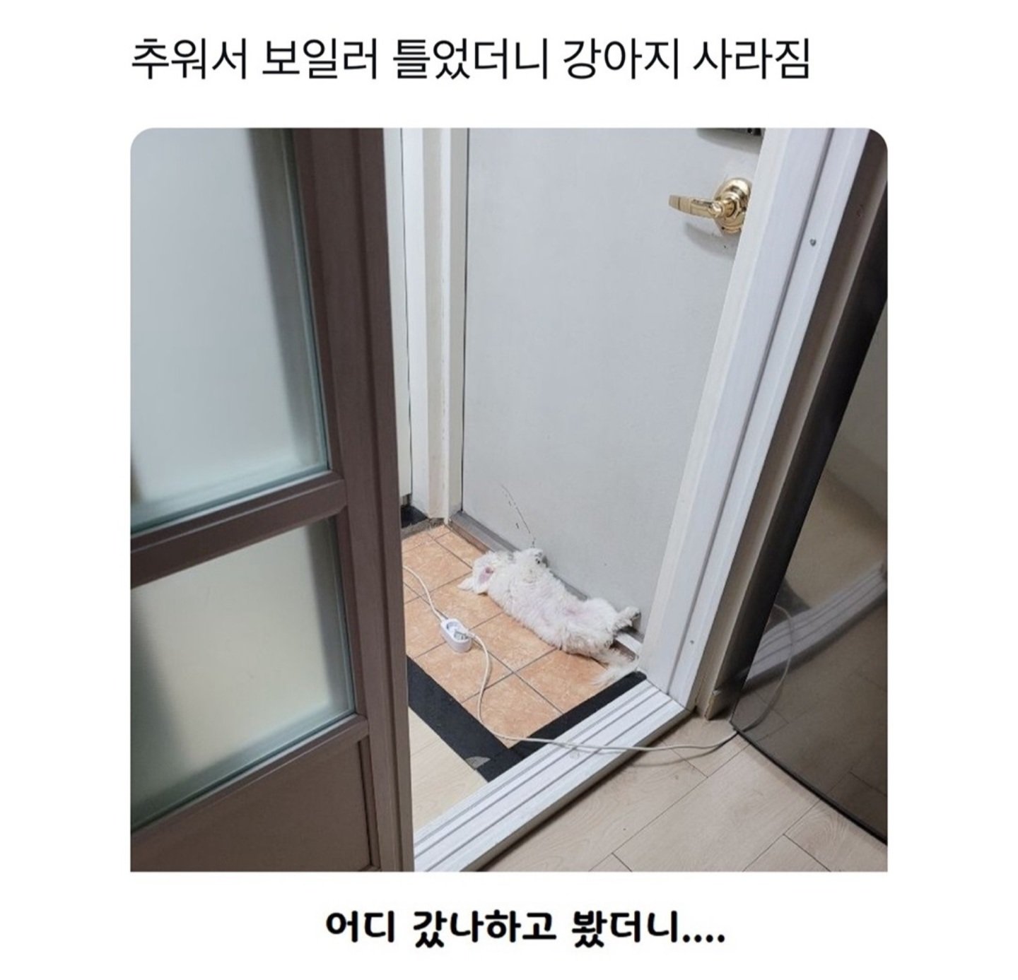 추워서 보일러틀었더니 강아지가 사라짐