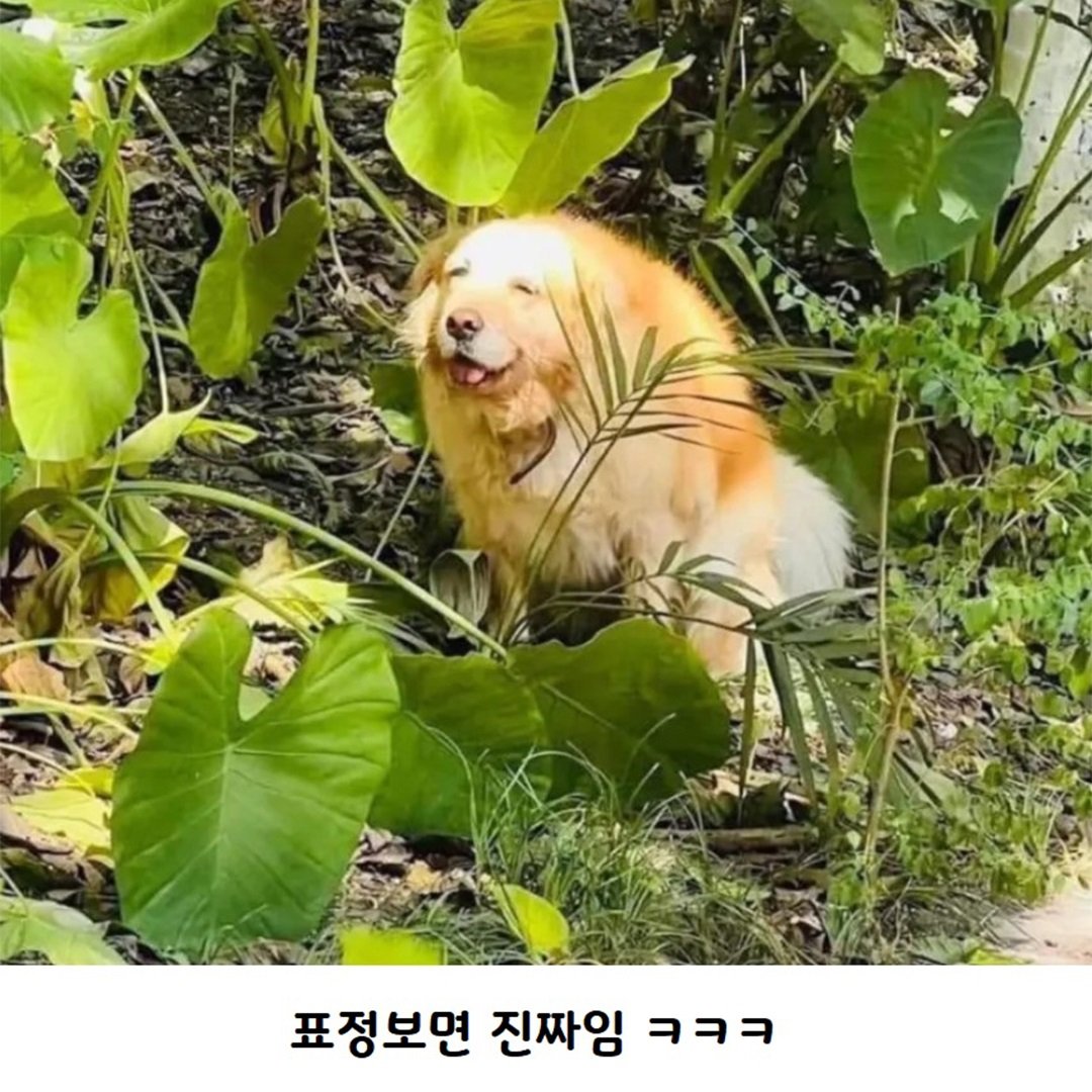 급똥 해결한 강아지 표정