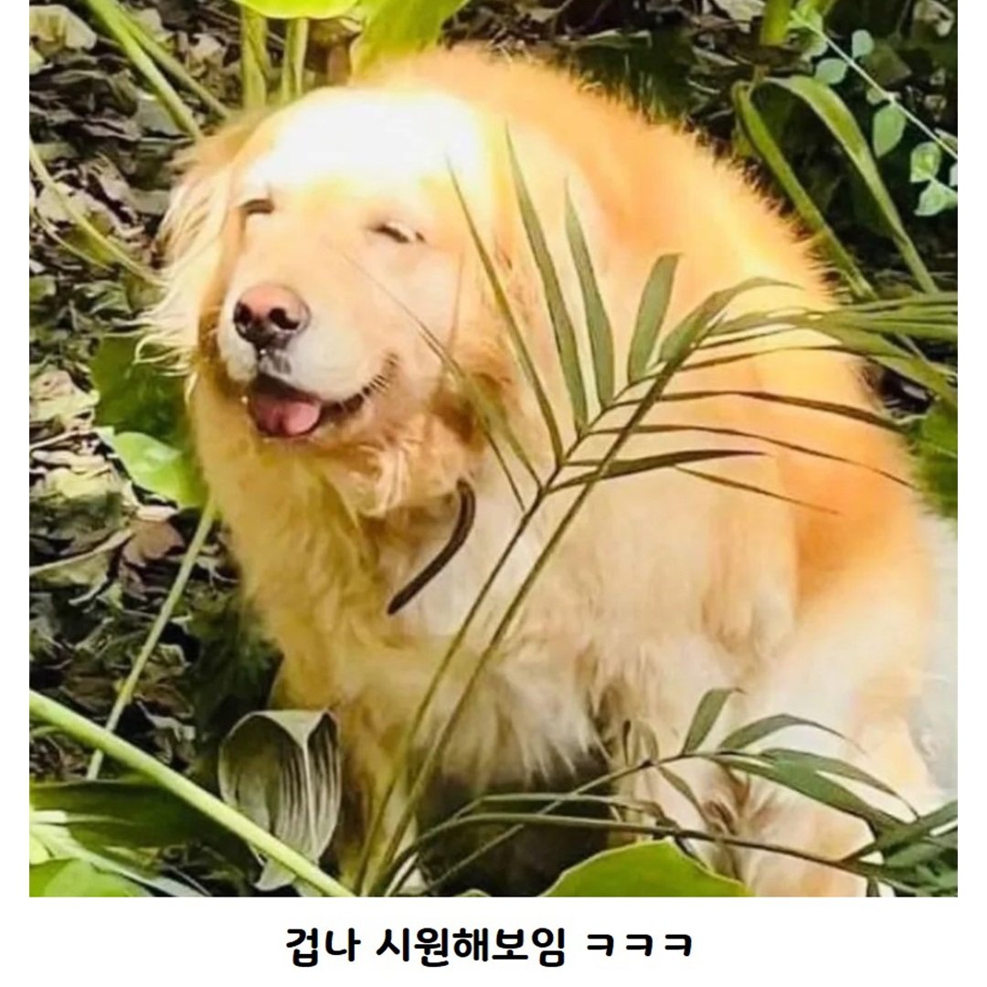 급똥 해결한 강아지 표정